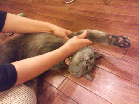 看板猫がお出迎えします